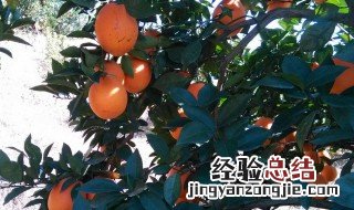 橙子树上催红有什么好方法 分别有什么催熟的技巧