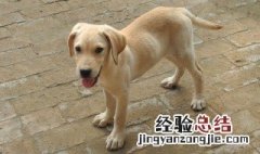 养母犬繁殖要注意什么 母狗养殖的正确方法