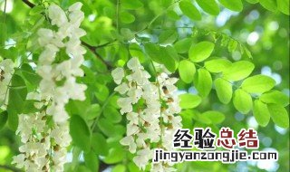 怎样保存槐花不变黄 槐花不变黄如何保存呢