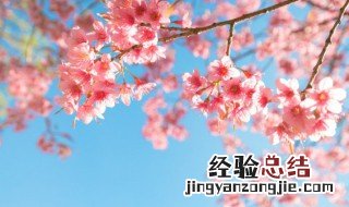 樱花花期是什么时候开 樱花花期是什么时候