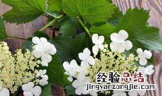 琼花与斗球区别 斗球和琼花的区别是什么