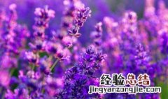 梦见薰衣草花是什么意思 梦见薰衣草的寓意