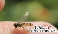 蜜蜂怎么进到家里的 家里进蜜蜂怎么弄出去