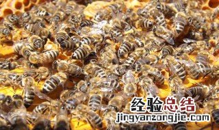 意蜂春繁保温包装示意图 意蜂春繁技术管理诀窍是什么