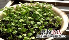 盆里种香菜的方法 花盆种香菜方法