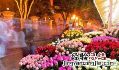 重阳节送什么花给爷爷奶奶 重阳节送什么花