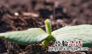 春植南瓜种子的消毒方法 南瓜种子怎样消毒?