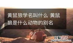 黄鼠狼学名叫什么 黄鼠狼是什么动物的别名