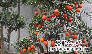 金弹子怎样扦插 金蛋子怎么扦插
