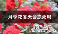 冬天月季花在户外会冻死吗 月季花冬天在室外会冻死吗