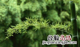 竹子是裸子植物还是被子植物? 竹子是裸子植物还是被子植物