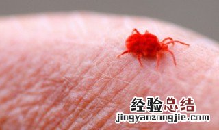 人被猫蚤咬了怎么处理 猫蚤咬了怎么处理