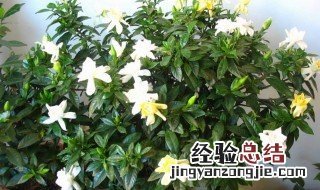 北方栀子花家庭栽培方法 北方地栽栀子花