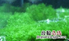 怎样防止水草飘起来 怎样防止水草飘起来视频