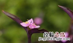 紫竹花寓意 关于紫竹花的寓意