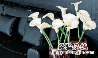 并蒂莲的养殖方法和注意事项 马蒂莲的养殖方法和注意事项