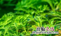 水草种子是怎么种的 水草有种子吗