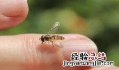 在野外被蜜蜂蛰怎么办 野外蜜蜂蛰了怎么处理好得快?