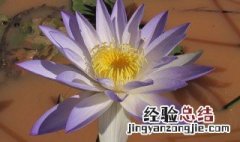 紫色睡莲的花语是什么,象征了什么? 紫色睡莲的花语是什么