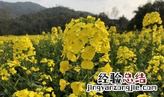 湖南油菜花什么季节开? 湖南油菜花什么季节开花