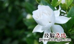 栀子花怎么养成盆栽品种 栀子花怎么养成盆栽