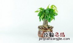 植物真的能吸收甲醛吗知乎 植物真的能吸收甲醛吗