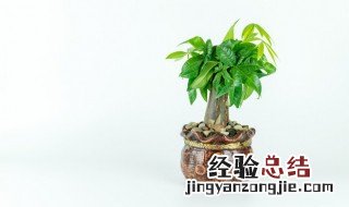 植物真的能吸收甲醛吗知乎 植物真的能吸收甲醛吗