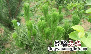 湿地松种植方法和注意事项 湿地松种植方法和注意事项图