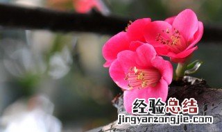 海棠花的语意 海棠花语是什么意思