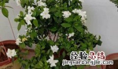 栀子花好养活么 栀子花盆栽好养活吗