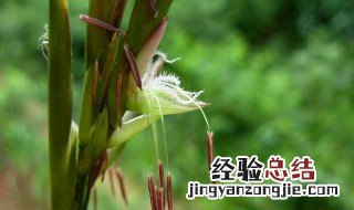 竹子开花意味着什么 竹子开花的意味