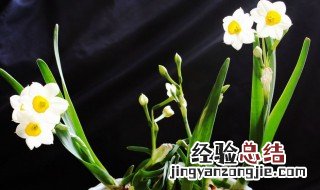 水仙开花后能继续养么 水仙花开花后还能养吗