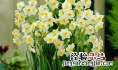 水仙花种多久才开花结果 水仙花种多久才开花