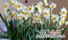 水仙花多少天才能开花 水仙花多少天能开花