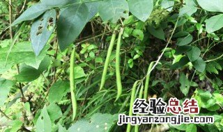 蚕豆不剥皮怎么保存 蚕豆是什么子叶植物?