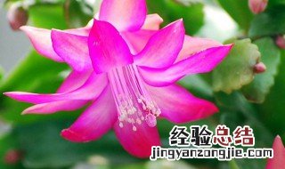 蟹藻兰插秧方法 蟹藻兰怎么浇水