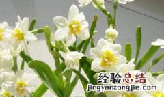 水仙花能除甲醛吗 水仙花能除甲醛吗有毒吗