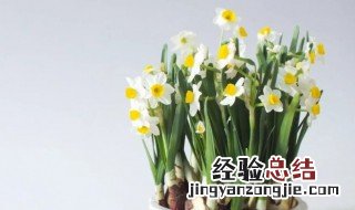 水仙花能放空调房吗冬天 水仙花能放空调房吗