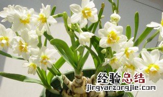 水仙花一般养多久开花结果 水仙花一般养多久开花