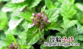 风轮菜的禁忌 风轮菜的禁忌是什么