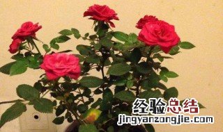 月季花泥土的比例 盆栽月季花泥土怎么配