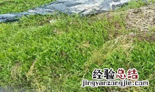 水游草专用除草剂 水游草怎么杀死