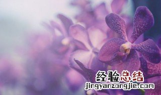 蝴蝶兰花谢后该怎么处理 蝴蝶兰花谢后该怎么处理才能让它开花