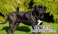 卡斯罗犬缺点耳朵没修好 卡斯罗犬缺点