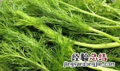 大田大茴香的种植方法视频 大田大茴香的种植方法