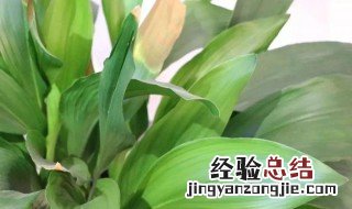 一叶兰的种植与养护 养护一叶兰的方法