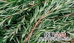 迷迭香大面积种植方法 迷迭香种植密度