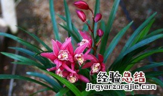 墨兰花怎么栽培 墨兰花及养殖方法