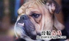 法国斗牛犬吃什么比较好