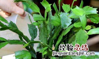 蟹爪兰叶片能喷水吗 蟹爪兰可以用水喷叶子吗